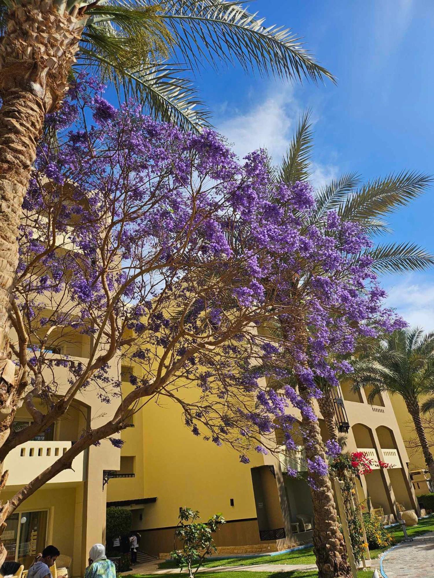 Comfortable Studio In Hotel Karma With Private Beach And Pools Family Only Or Female Hurghada Exterior photo